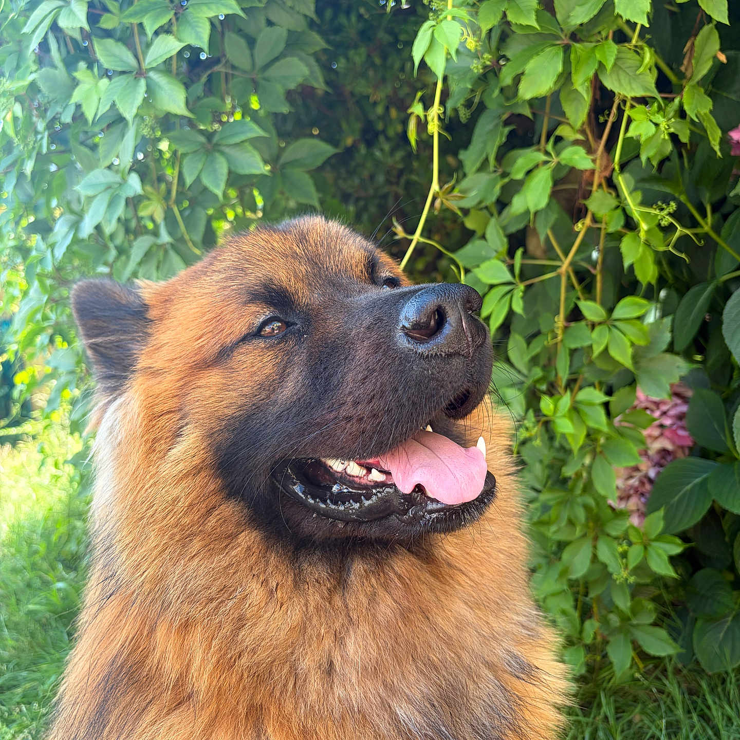 Aiton participe au concours pour gagner de l'argent avec cette photo : dog, fluffy, panting, tongue_out, golden_brown, black_snout, outdoor, greenery, leaves, plants, nature, happy, pet, canine, portrait, fur, closeup, sunlight, grass, smiling