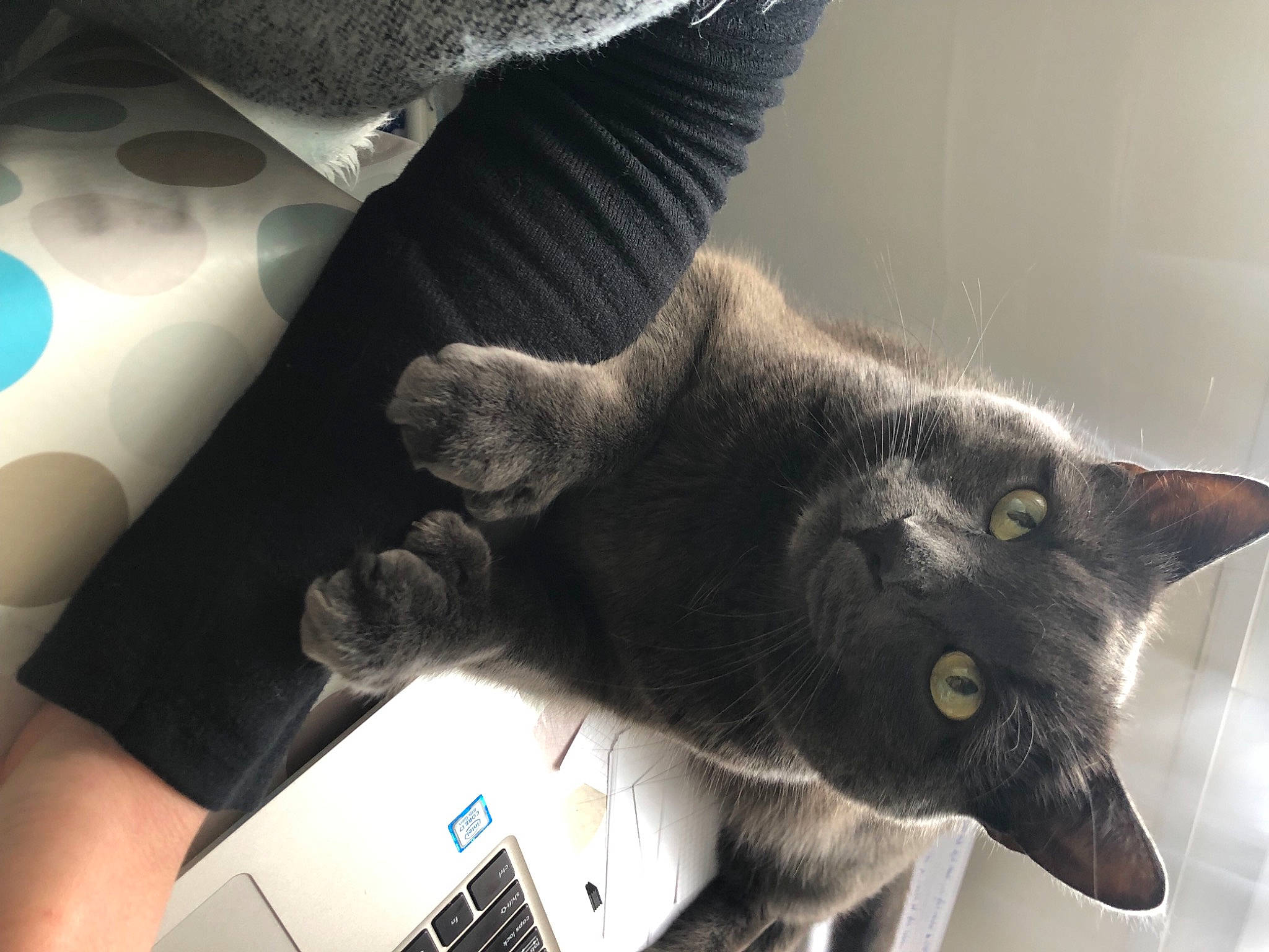 Léon a rejoint le concours — aidez-le/la à gagner de superbes lots ! black, black_cat, carnivore, cat, comfort, domestic_short_haired_cat, ear, felidae, fur, gesture, grey, mammal, monochrome, monochrome_photography, paw, small_to_medium_sized_cats, snout, tail, vertebrate, whiskers