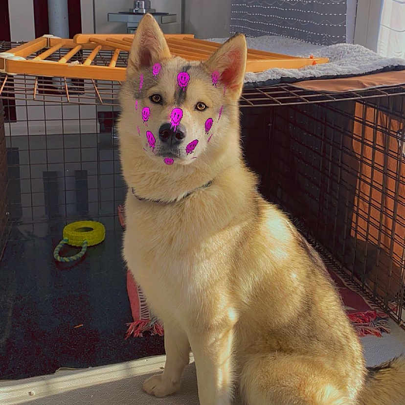 Prince participe au concours pour gagner de l'argent avec cette photo : accessories, animal, canine, cat, den, dog, doghouse, eskimodog, flower, flowerarrangement, husky, indoors, interiordesign, kennel, pet, plant, plywood, pottedplant, strap, wood