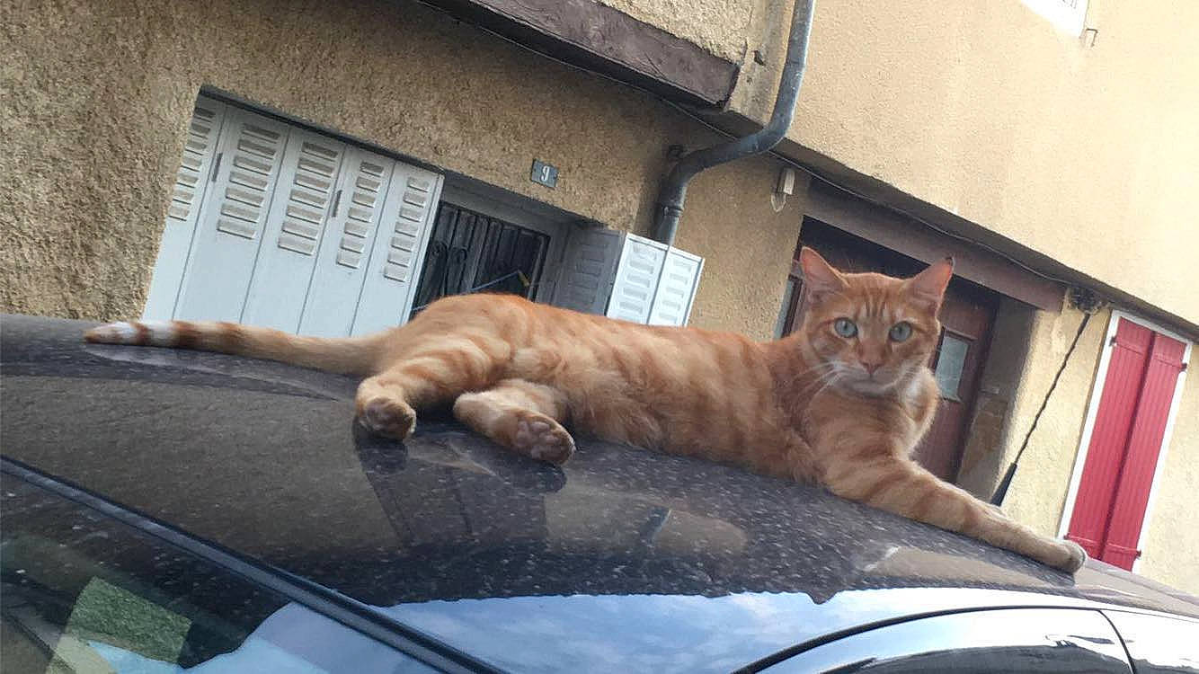 Tigre participe au concours pour gagner de l'argent avec cette photo : auto_part, automotive_exterior, automotive_mirror, carnivore, cat, fawn, felidae, hood, motor_vehicle, plant, small_to_medium_sized_cats, snout, tail, vehicle, vehicle_door, whiskers, window, windscreen_wiper, windshield, wood