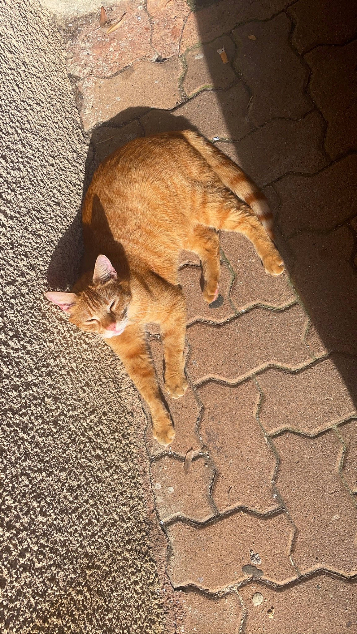 Tigre participe au concours pour gagner de l'argent avec cette photo : brick, brown, carnivore, cat, cobblestone, domestic_short_haired_cat, fawn, felidae, flooring, fur, road_surface, small_to_medium_sized_cats, snout, soil, tail, terrestrial_animal, tints_and_shades, wall, whiskers, wood