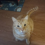 Phillip joined the competition — help win amazing prizes! cat, orange_tabby, pet, indoor, wood_floor, curious, tail, whiskers, animal, domestic_cat, flooring, furniture_leg, rug, colorful_rug, foot, toes, painted_nails, looking_up, close_up, home