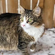 Lainey joined the competition — help win amazing prizes! animal, cat, closeup, curious, ears, fur, green_eyes, looking_away, mammal, nature, outdoor, pet, snow, soft_lighting, standing, tabby, whiskers, white_chest, winter, wooden_fence