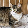 animal, cat, closeup, curious, ears, fur, green_eyes, looking_away, mammal, nature, outdoor, pet, snow, soft_lighting, standing, tabby, whiskers, white_chest, winter, wooden_fence