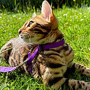 Zaya a rejoint le concours — aidez-le/la à gagner de superbes lots ! cat, bengal_cat, grass, outdoor, sunlight, purple_harness, leash, greenery, nature, pet, animal, feline, looking_away, daylight, whiskers, ears, close_up, young_cat, playful, text_overlay
