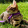 cat, bengal_cat, grass, outdoor, sunlight, purple_harness, leash, greenery, nature, pet, animal, feline, looking_away, daylight, whiskers, ears, close_up, young_cat, playful, text_overlay