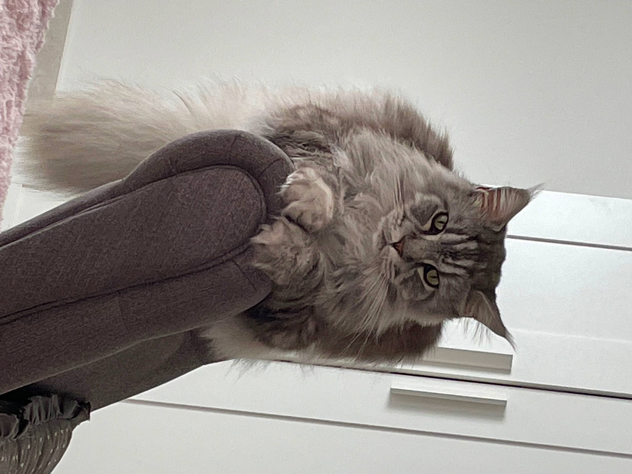 Newton De Tobago Coon a rejoint le concours — aidez-le/la à gagner de superbes lots ! british_longhair, carnivore, cat, comfort, domestic_short_haired_cat, felidae, fur, grey, human_leg, monochrome, monochrome_photography, paw, plant, sitting, small_to_medium_sized_cats, snout, tail, whiskers, window, wood