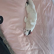 Kayonne a rejoint le concours — aidez-le/la à gagner de superbes lots ! cat, bed, pink_bedspread, pet, indoor, relaxed, lying_down, white_cat, black_tail, curious, paws, fur, animal, domestic_cat, cozy, resting, cute, soft_texture, sleepy, comfortable