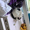 Kayonne a rejoint le concours — aidez-le/la à gagner de superbes lots ! cat, curled_up, white, black_spots, plush_toy, lion, purple_blanket, window, natural_light, bed, blanket, wooden_surface, indoor, sleeping, cozy, resting, pet, animal, home, soft_toy