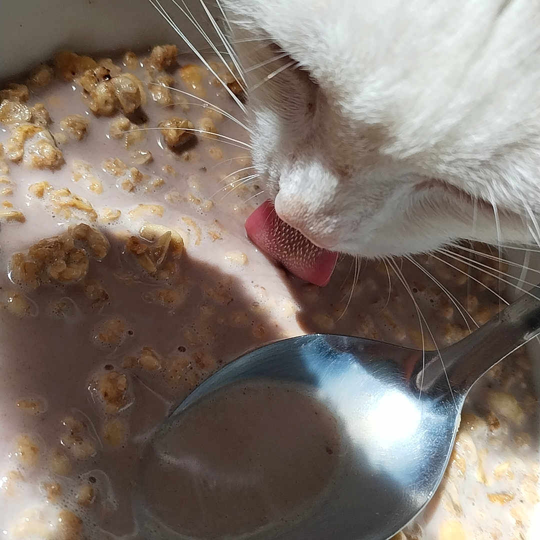 Vitanie a rejoint le concours — aidez-le/la à gagner de superbes lots ! animal, beverage, bowl, breakfast, cat, cream, cutlery, dessert, dish, eating, food, icecream, meal, oatmeal, person, pet, rat, rodent, saucer, spoon