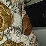 Ezio participe au concours pour gagner de l'argent avec cette photo : cat, striped_cat, bed, blanket, brown_blanket, beige_blanket, furniture, indoor, pet, animal, relaxed, stretched_out, fur, cozy, domestic_cat, sleepy, resting, curious, whiskers, tail