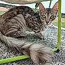 cat, silver_tabby, yellow_eyes, fluffy_tail, carpet, chair, green_metal, outdoor, curious, feline, pet, animal, domestic_cat, crouching, fur_pattern, whiskers, ears, tail, texture, nature