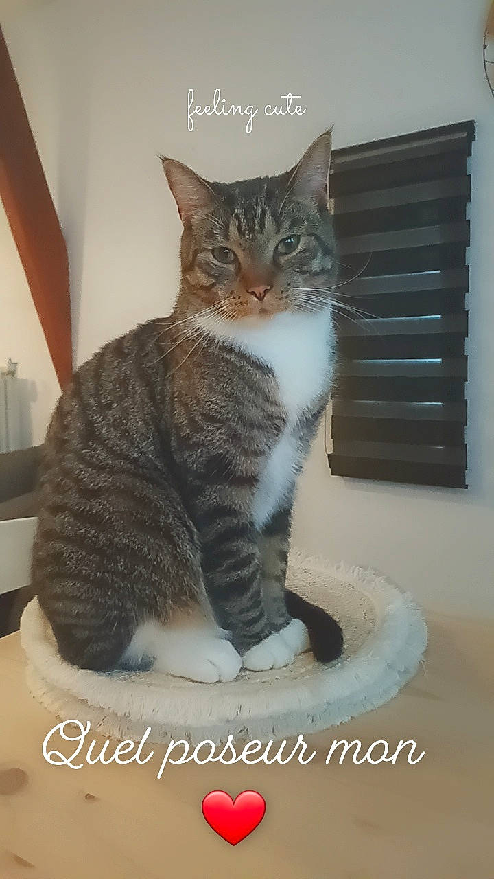 Baloo a rejoint le concours — aidez-le/la à gagner de superbes lots ! carnivore, cat, cat_supply, comfort, domestic_short_haired_cat, eye, felidae, fur, paw, pet_supply, photo_caption, small_to_medium_sized_cats, snout, tail, terrestrial_animal, whiskers