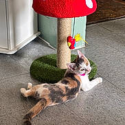 Cherry joined the competition — help win amazing prizes! cat, calico, pet, scratching_post, toy, mushroom_shaped, indoor, floor, tile_floor, feline, collar, playful, animal, cute, resting, curious, household, domestic, whiskers, ears