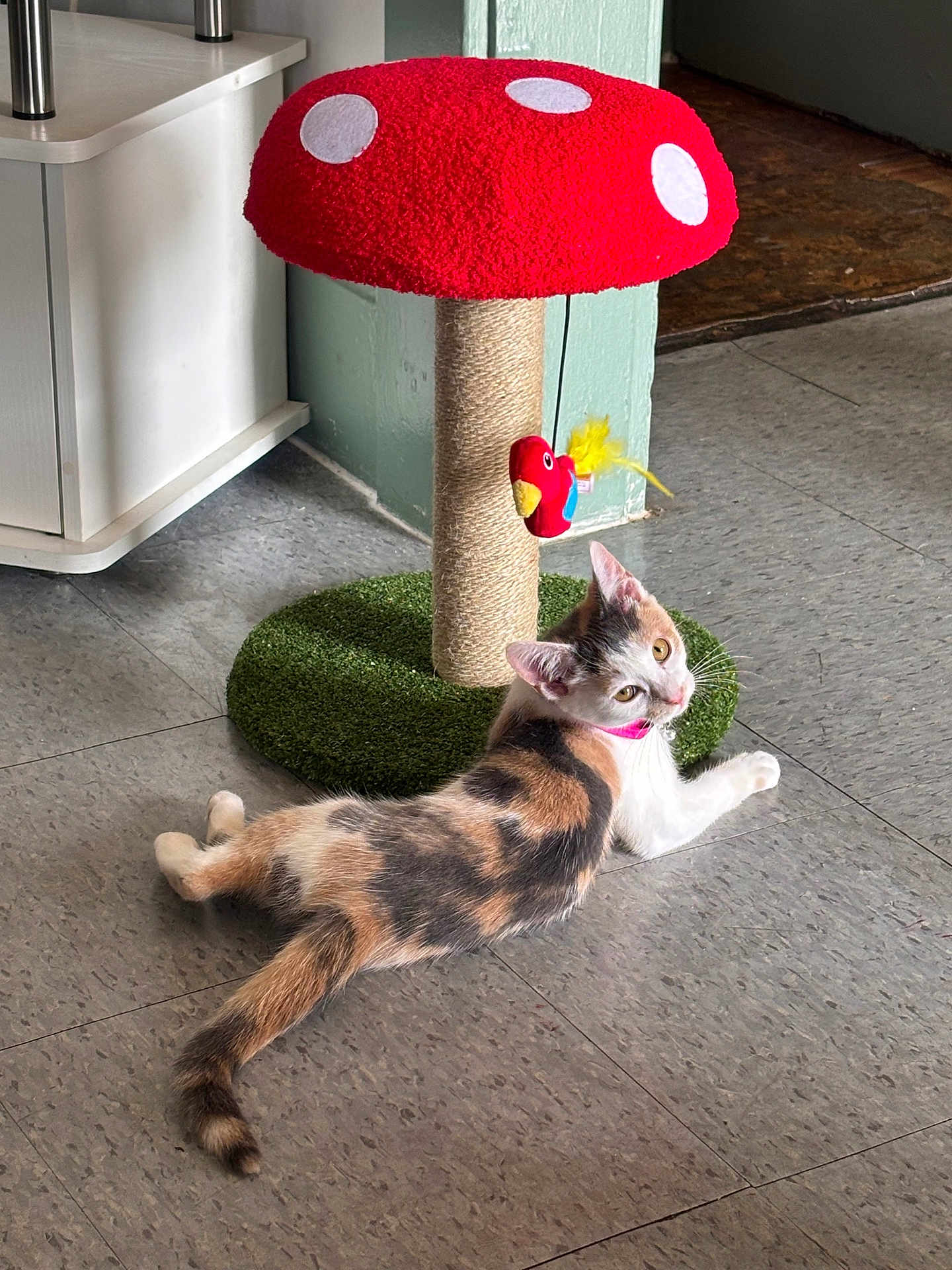 Cherry joined the competition — help win amazing prizes! cat, calico, pet, scratching_post, toy, mushroom_shaped, indoor, floor, tile_floor, feline, collar, playful, animal, cute, resting, curious, household, domestic, whiskers, ears