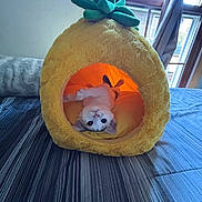 Cherry joined the competition — help win amazing prizes! animal, bed, blue, cat, cozy, curtains, cute, feline, indoor, kitten, light, pet, pineapple_shaped_bed, playful, plush_bed, resting, soft, striped_bedspread, window, yellow