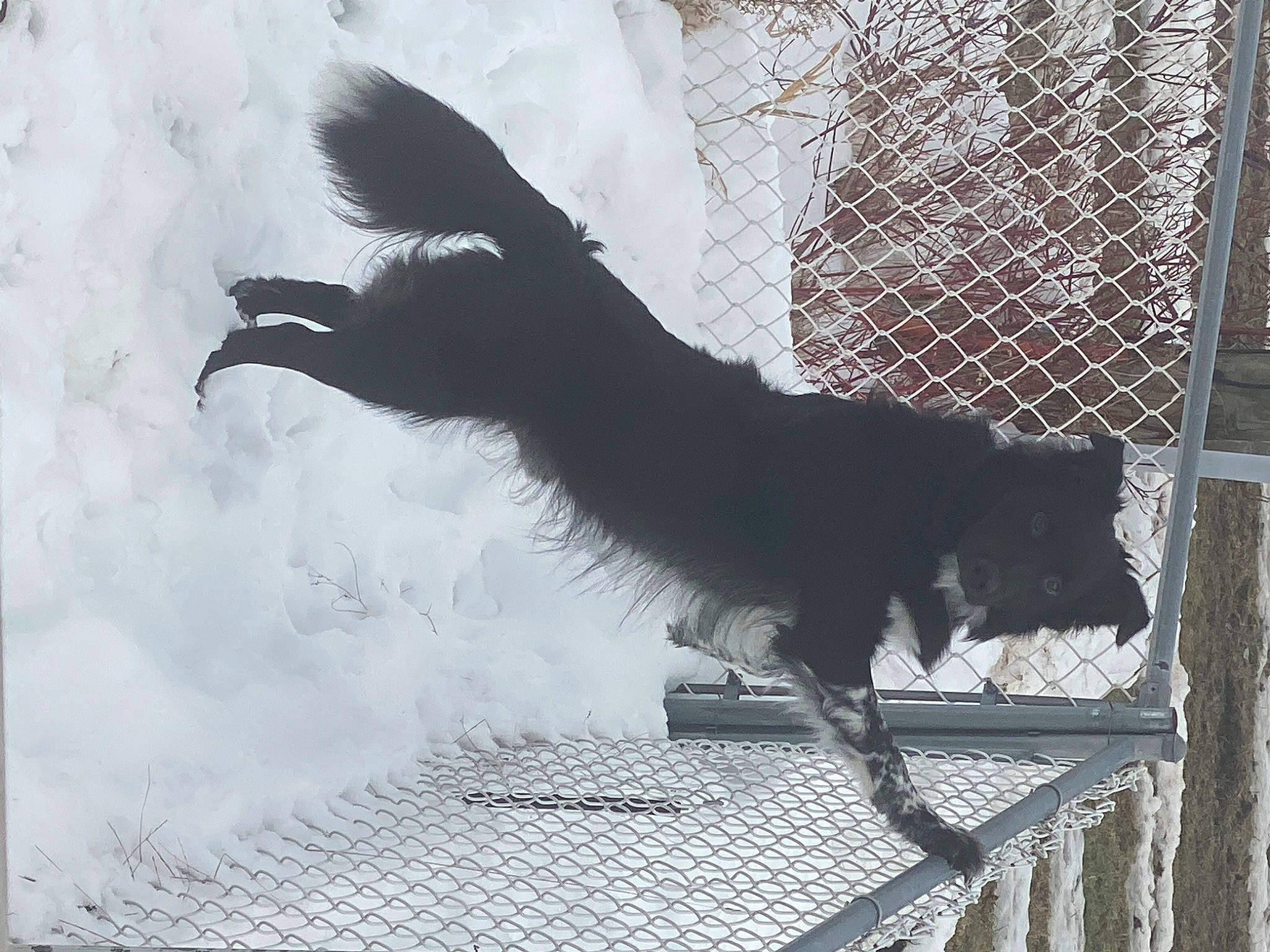 Jaxson joined the competition — help win amazing prizes! art, beak, bird, bird_of_prey, claw, crow_like_bird, feather, fur, galliformes, mesh, metal, monochrome_photography, shadow, tail, tints_and_shades, visual_arts, wildlife, window, wing, wire_fencing