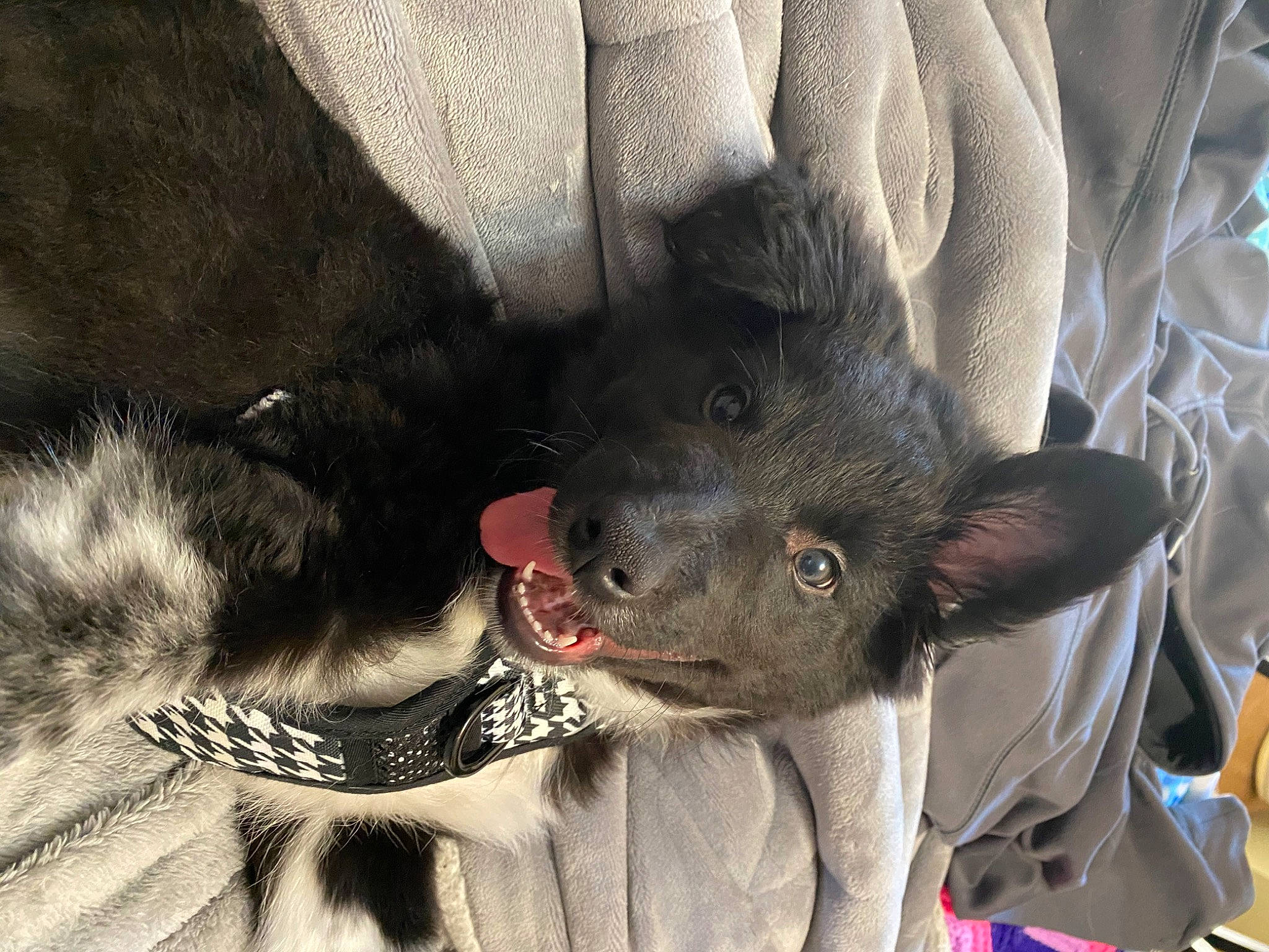 Jaxson is registered to the contest to win money with this photo: canidae, carnivore, claw, comfort, companion_dog, dog, dog_breed, domestic_short_haired_cat, felidae, foot, fur, gesture, liver, paw, small_to_medium_sized_cats, snout, sporting_group, terrestrial_animal, whiskers, working_animal