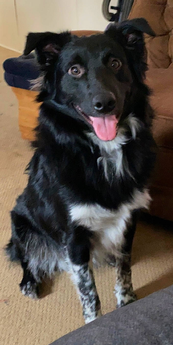 Jaxson joined the competition — help win amazing prizes! borador, canidae, carnivore, companion_dog, dog, dog_breed, fur, paw, snout, sporting_group, tail, terrestrial_animal, whiskers, working_animal, working_dog