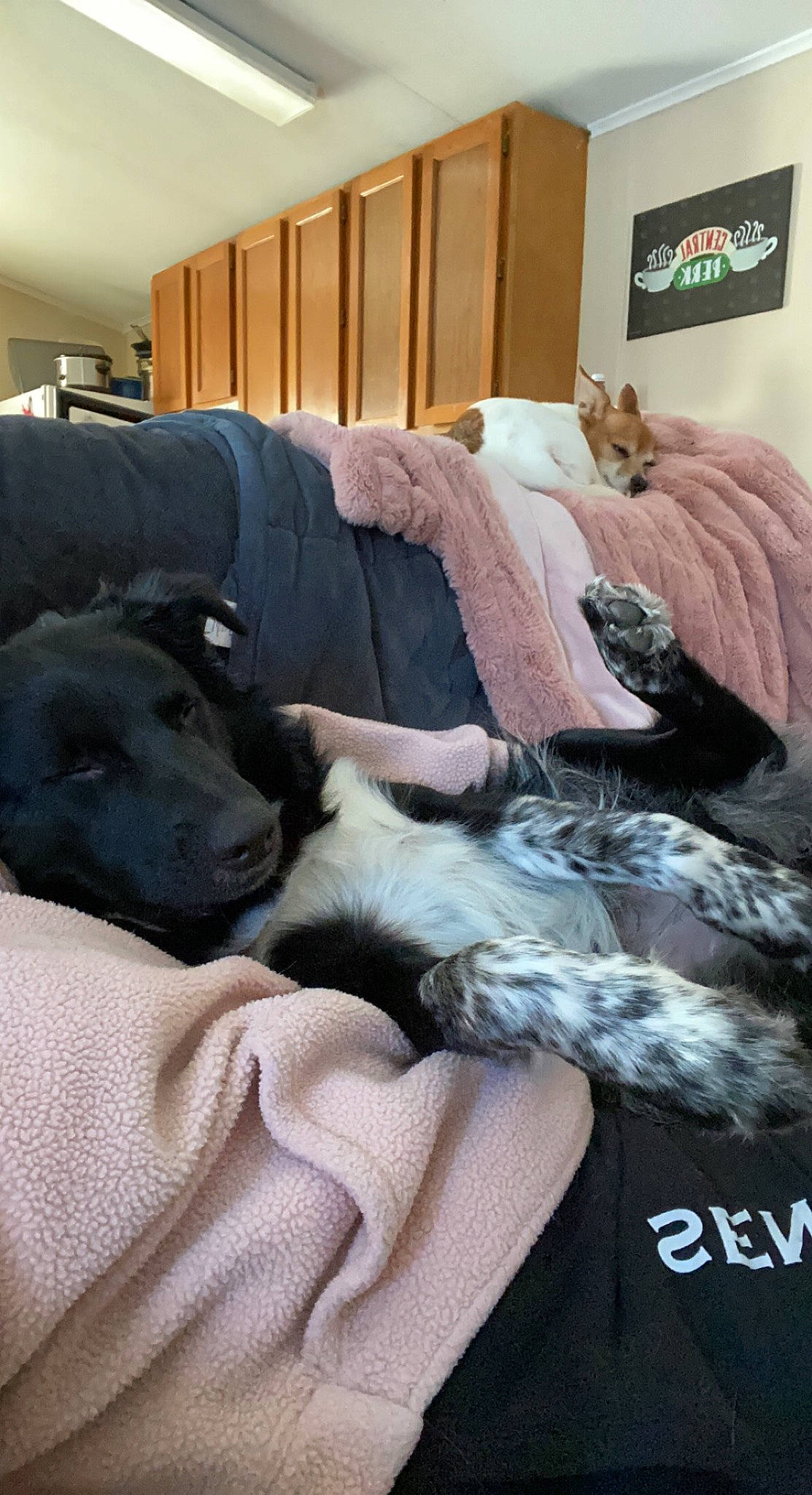 Jaxson joined the competition — help win amazing prizes! bedding, canidae, carnivore, comfort, companion_dog, couch, dog, dog_breed, duvet, flooring, fur, grey, hardwood, linens, mammal, picture_frame, room, sporting_group, wood, working_animal