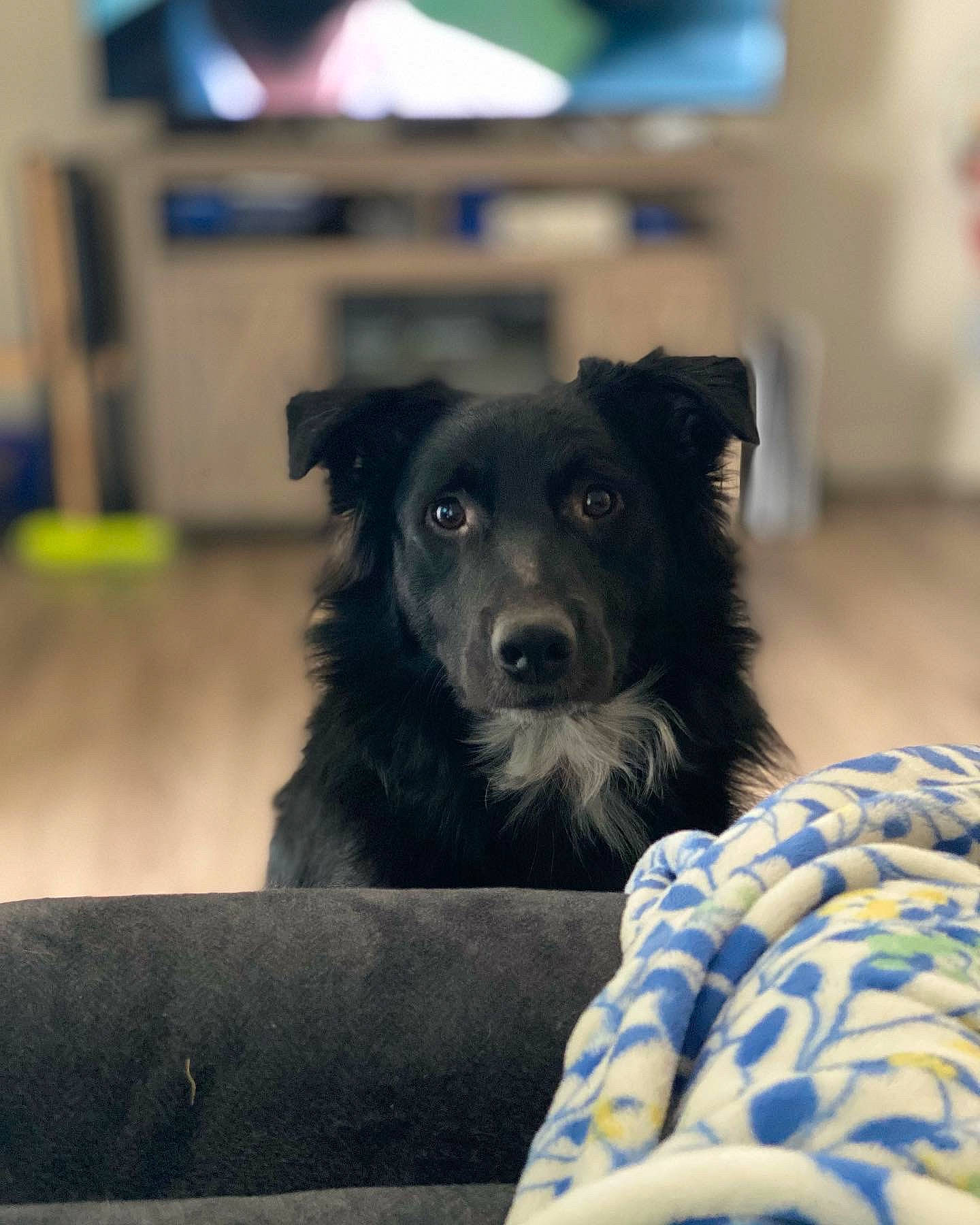 Jaxson joined the competition — help win amazing prizes! borador, canidae, carnivore, companion_dog, dog, dog_breed, dog_collar, electric_blue, fur, puppy, snout, sporting_group, whiskers, working_animal, working_dog