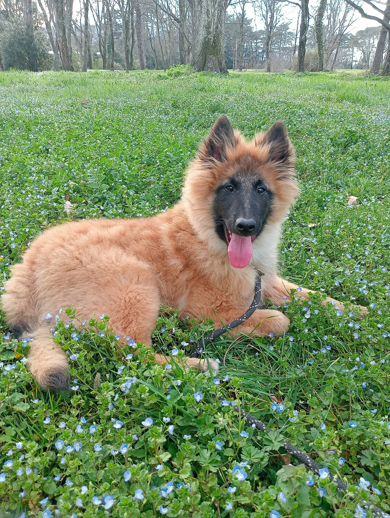 Jungle a rejoint le concours — aidez-le/la à gagner de superbes lots ! carnivore, companion_dog, dog, dog_breed, fawn, felidae, flower, garden, grass, grassland, groundcover, herding_dog, liver, plant, snout, sporting_group, tail, terrestrial_animal, tree, working_animal