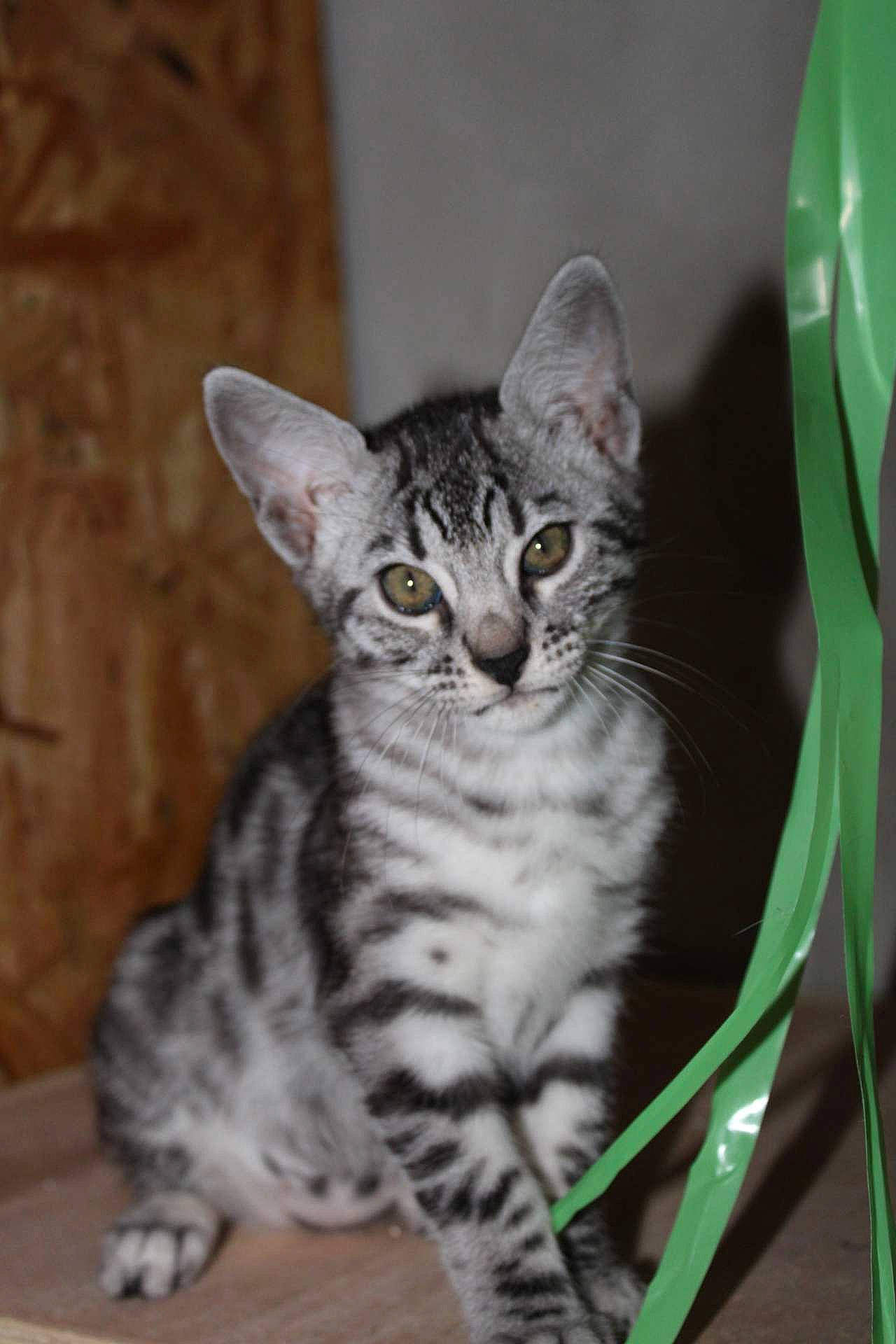 The Nala participe au concours pour gagner de l'argent avec cette photo : carnivore, cat, claw, domestic_short_haired_cat, felidae, fur, paw, sitting, small_to_medium_sized_cats, snout, tail, terrestrial_animal, whiskers, wildlife