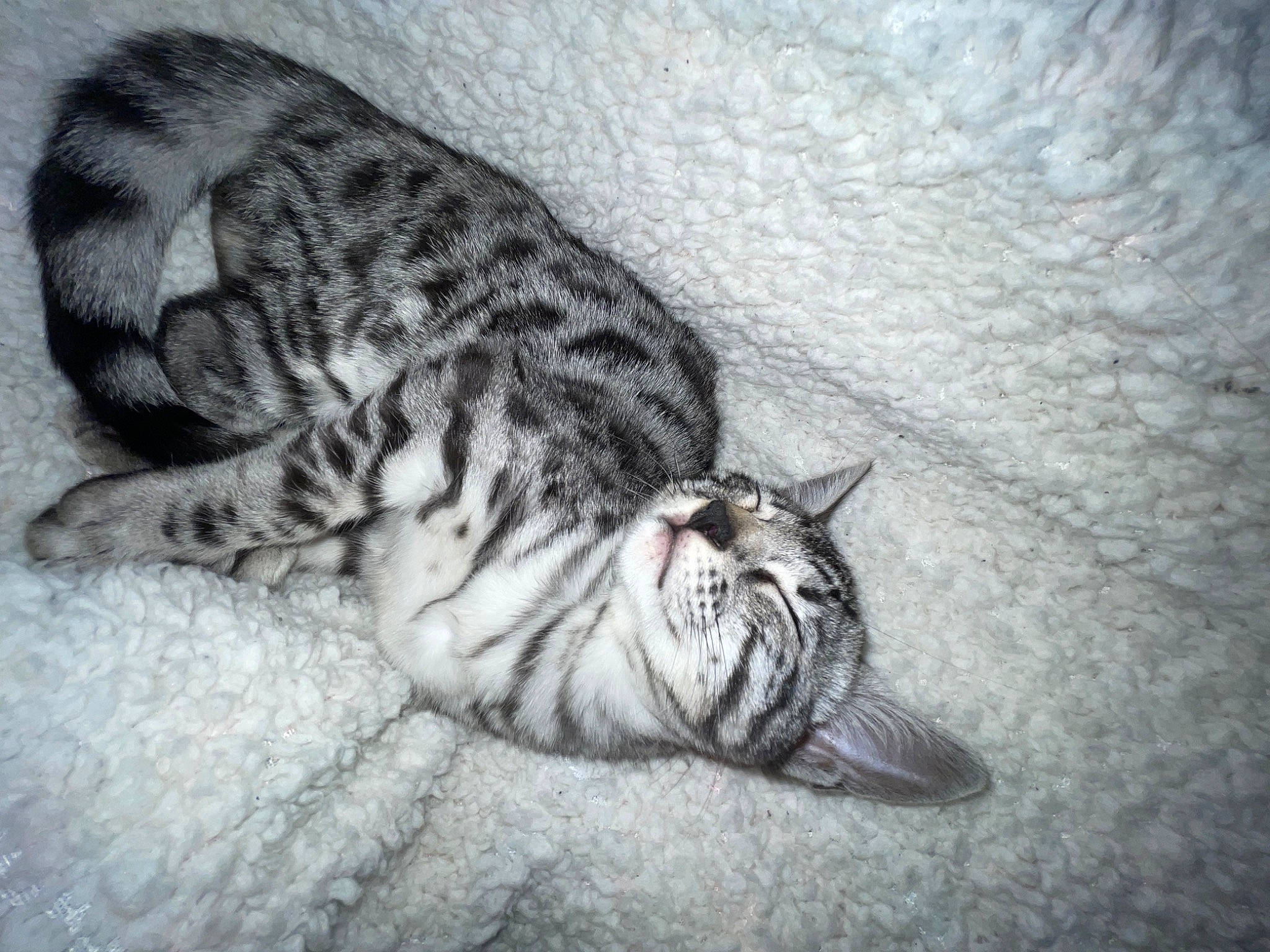 The Nala a rejoint le concours — aidez-le/la à gagner de superbes lots ! big_cats, carnivore, cat, claw, comfort, domestic_short_haired_cat, eye, fawn, felidae, fur, grey, monochrome_photography, nap, paw, small_to_medium_sized_cats, snout, tail, terrestrial_animal, whiskers, wildlife