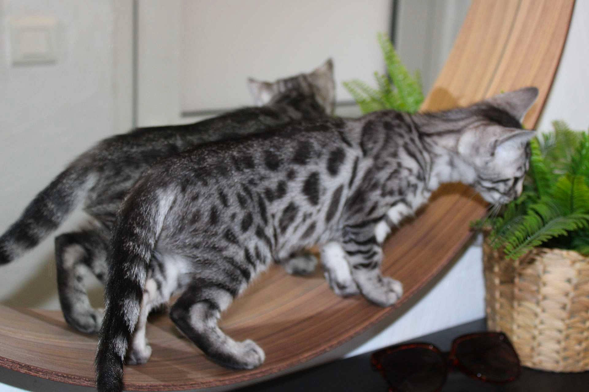 The Nala participe au concours pour gagner de l'argent avec cette photo : carnivore, cat, cat_supply, domestic_short_haired_cat, felidae, flowerpot, fur, herb, houseplant, natural_foods, paw, plant, small_to_medium_sized_cats, snout, tail, terrestrial_animal, whiskers