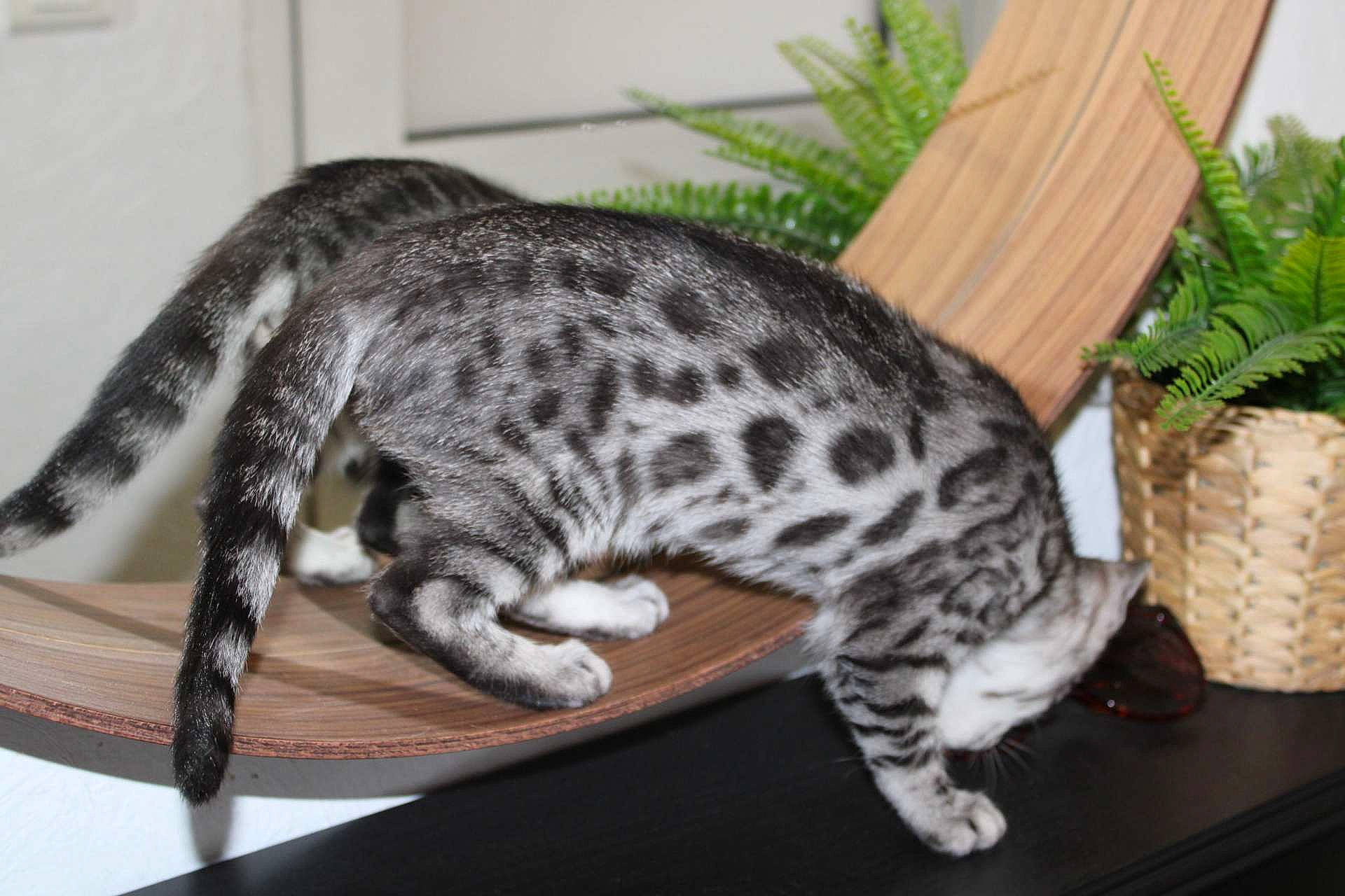 The Nala a rejoint le concours — aidez-le/la à gagner de superbes lots ! canidae, carnivore, cat, claw, dog_breed, domestic_short_haired_cat, fawn, felidae, flowerpot, fur, grass, houseplant, paw, plant, small_to_medium_sized_cats, snout, tail, terrestrial_animal, terrestrial_plant, whiskers