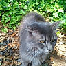 cat, gray_cat, outdoor, ivy, leaves, greenery, garden, animal, pet, feline, fur, nature, walking, closeup, daylight, wildlife, whiskers, ears, eyes, ground