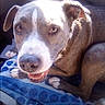 Sapphire joined the competition — help win amazing prizes! dog, animal, pet, car_interior, seat, towel, smiling, happy, brown, white, closeup, sunlight, paw, face, ears, nose, mouth, window, door_handle, seatbelt