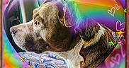 Sapphire joined the competition — help win amazing prizes! dog, pet, portrait, rainbow, heart_shape, stars, window, animal, brown_and_white, fur, looking, side_view, cute, cozy, indoor, decorative, colorful, love, whimsical, sparkle