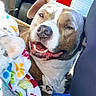 Sapphire is registered to the contest to win money with this photo: dog, pet, blanket, paw_prints, car, vehicle_interior, smiling, relaxed, brown_and_white, canine, comfort, seat, fur, animal, domestic_animal, happy, resting, companion, cute, indoors