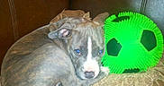Sapphire is registered to the contest to win money with this photo: animal, blanket, blue_eyes, brindle, closeup, couch, cozy, curled_up, cute, dog, flash, green, indoor, leather, pet, puppy, resting, soccer_ball, toy, young