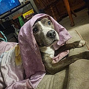 Sapphire joined the competition — help win amazing prizes! dog, blanket, indoor, pet, brown, white, carpet, furniture, television, cozy, resting, animal, cute, looking_up, paws, fabric, living_room, relaxed, wrapped, home