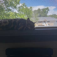 Ziggy Stardust joined the competition — help win amazing prizes! animal, cat, chair, clouds, daylight, house, indoor, outdoor, pet, quiet, relaxation, resting, screen, shadow, sky, sleeping, tabby_cat, trees, window, windowsill