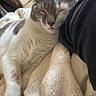 animal, bedroom, blanket, cat, comfort, cozy, cute, domestic, fur, gray, human_arm, indoor, napping, paw, pet, relaxed, resting, sleeping, soft, white