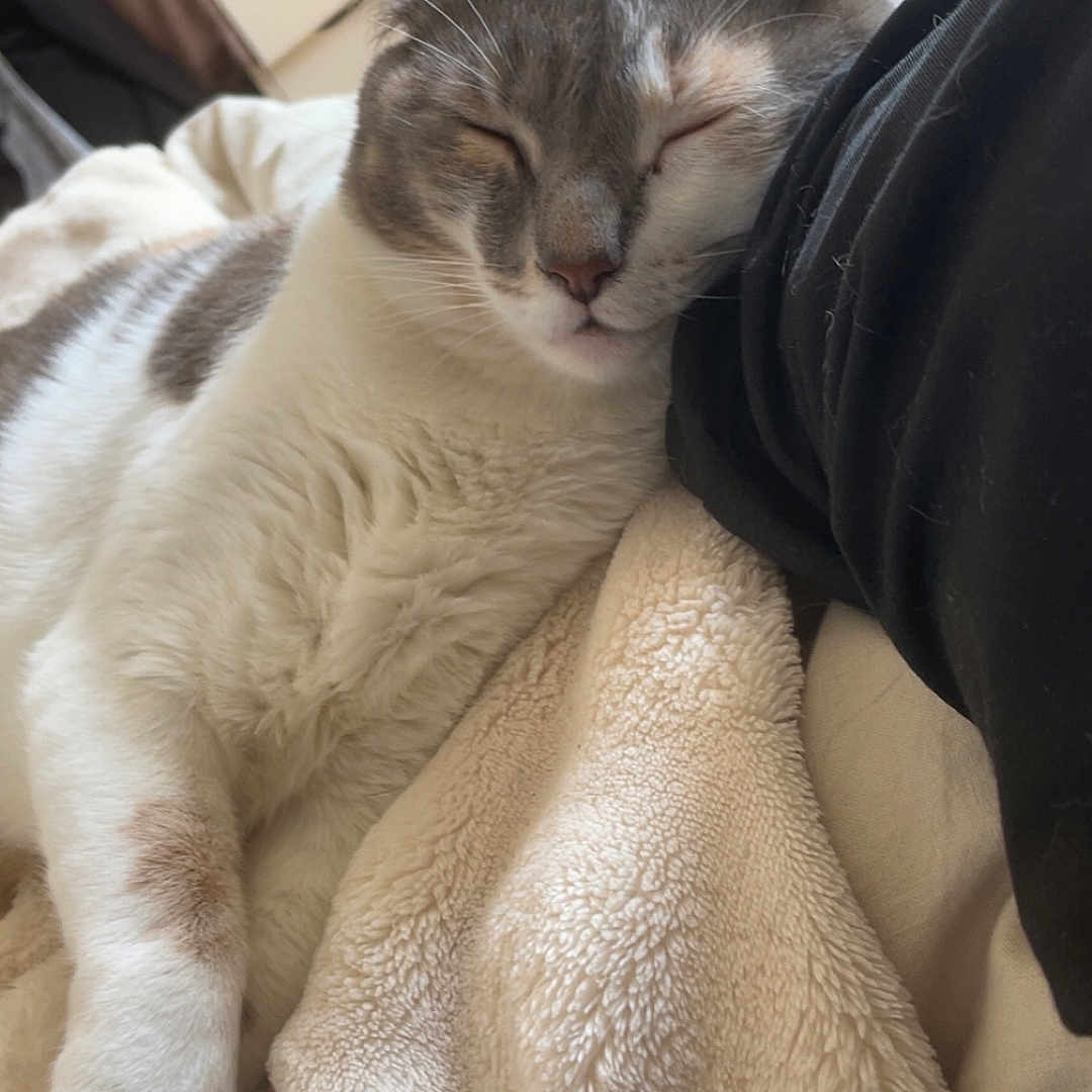 Cawamel participe au concours pour gagner de l'argent avec cette photo : animal, bedroom, blanket, cat, comfort, cozy, cute, domestic, fur, gray, human_arm, indoor, napping, paw, pet, relaxed, resting, sleeping, soft, white