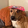 Quasar joined the competition — help win amazing prizes! dog, brindle_coat, candy_bag, couch, brown_pillow, indoor, pet, animal, close_up, looking, ears, snout, fur, resting, home, curious, wide_eyes, sitting, canine, companion