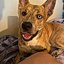 Quasar is registered to the contest to win money with this photo: dog, brindle, heterochromia, bed, blanket, striped, indoor, pet, canine, happy, smiling, closeup, ears, paw, tongue, fur, resting, looking, human_leg, animal