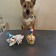 Quasar is registered to the contest to win money with this photo: dog, birthday, cupcake, candle, toy, bow_tie, table, indoor, celebration, pet, animal, happy, smiling, brown_dog, heterochromia, light, wall, floor, festive, cute