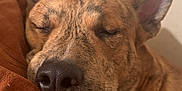 Quasar is registered to the contest to win money with this photo: dog, sleeping, close_up, brindle, resting, cozy, blanket, indoor, pet, animal, fur, ears, nose, peaceful, relaxed, cute, muzzle, portrait, calm, comfort