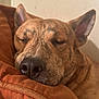 animal, blanket, brindle, calm, close_up, comfort, cozy, cute, dog, ears, fur, indoor, muzzle, nose, peaceful, pet, portrait, relaxed, resting, sleeping