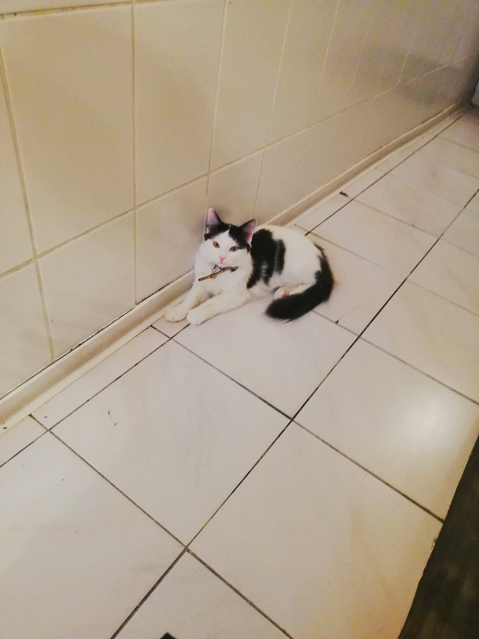 Bailley participe au concours pour gagner de l'argent avec cette photo : bathroom, carnivore, cat, domestic_short_haired_cat, european_shorthair, felidae, floor, flooring, kitten, plumbing_fixture, room, small_to_medium_sized_cats, square, tail, tile, whiskers