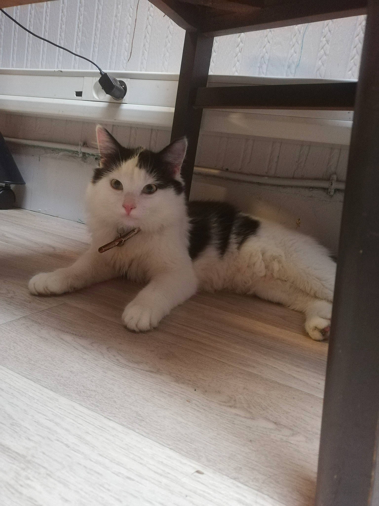 Bailley participe au concours pour gagner de l'argent avec cette photo : aegean_cat, carnivore, cat, domestic_short_haired_cat, fawn, felidae, kitten, mammal, norwegian_forest_cat, persian, polydactyl_cat, small_to_medium_sized_cats, tail, turkish_van, whiskers