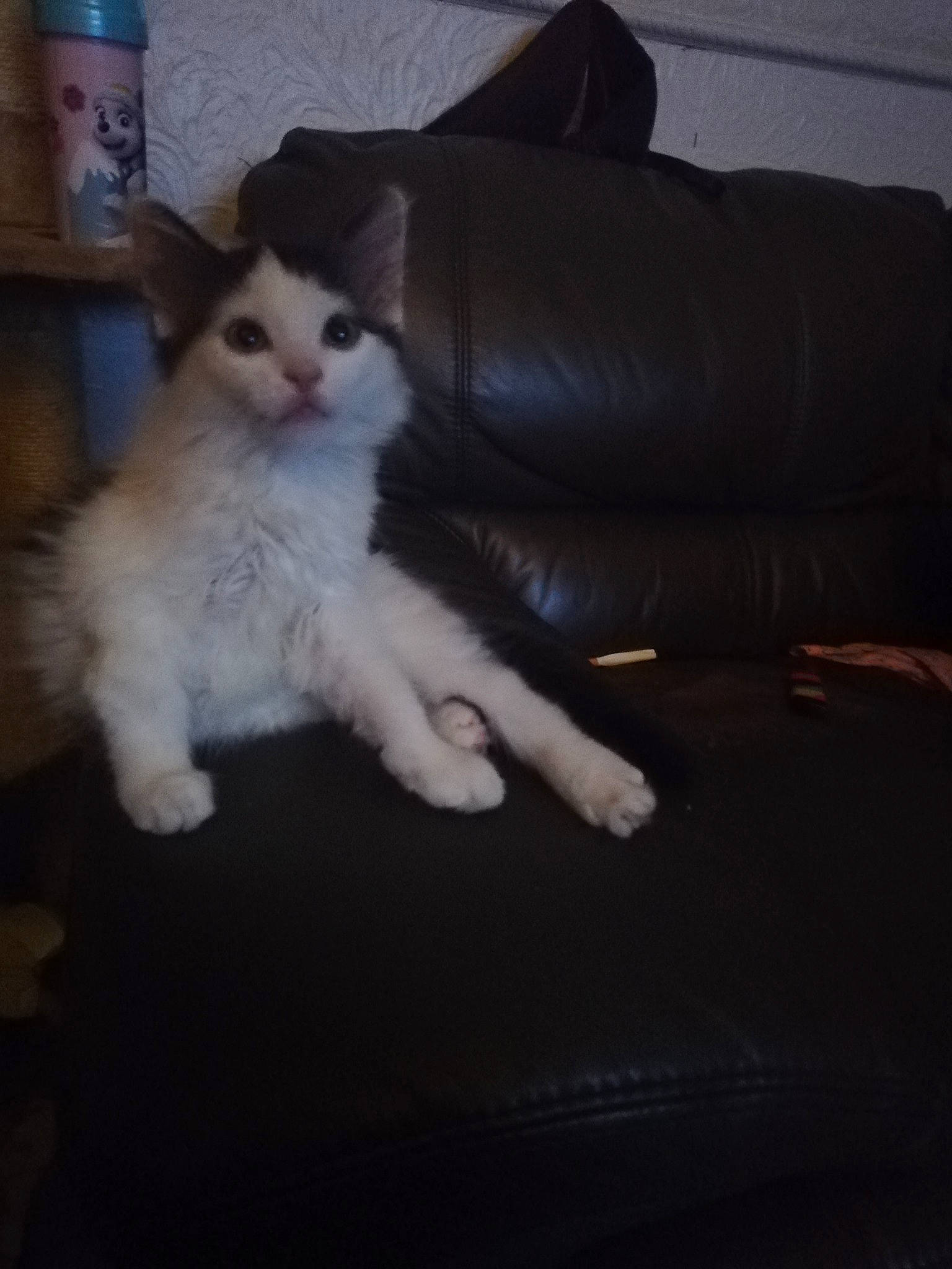 Bailley participe au concours pour gagner de l'argent avec cette photo : carnivore, cat, fawn, felidae, fur, kitten, leg, maine_coon, mammal, norwegian_forest_cat, paw, polydactyl_cat, ragamuffin, ragdoll, skin, small_to_medium_sized_cats, tail, turkish_angora, turkish_van, whiskers