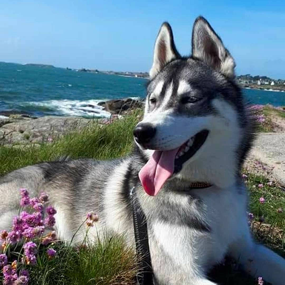 Pogo participe au concours pour gagner de l'argent avec cette photo : carnivore, dog, dog_breed, flower, flowering_plant, grass, herbaceous_plant, lake, landscape, plant, rock, siberian_husky, sky, sled_dog, snout, water, working_dog