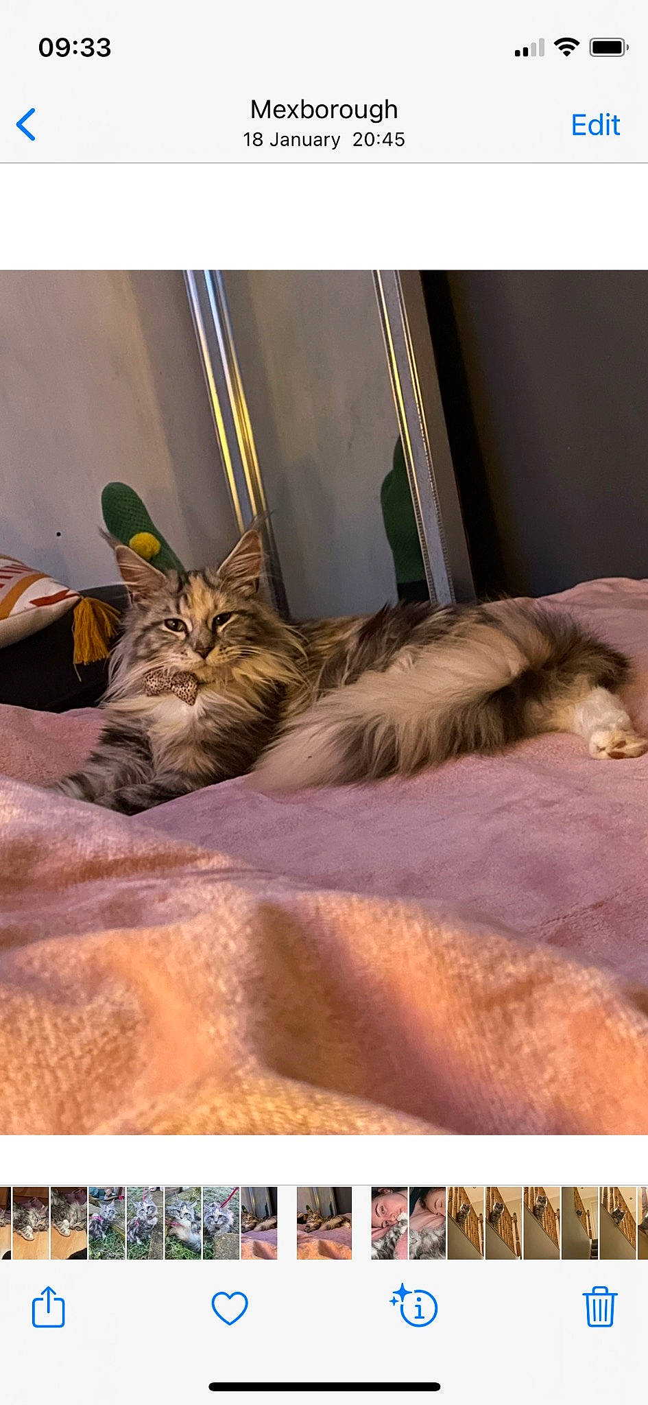 Elsa joined the competition — help win amazing prizes! bed, big_cats, canidae, carnivore, cat, comfort, domestic_short_haired_cat, fawn, felidae, flooring, fur, linens, mammal, room, small_to_medium_sized_cats, tail, terrestrial_animal, vertebrate, whiskers, wildlife