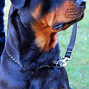 Orage participe au concours pour gagner de l'argent avec cette photo : accessories, airedale, animal, appenzeller, belt, boxer, bulldog, canine, collar, dog, halter, harness, hound, labradorretriever, leash, pet, policedog, puppy, snout, strap